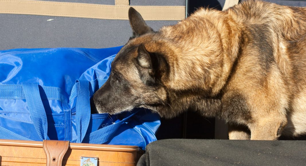 Drug-Sniffing Police Dogs