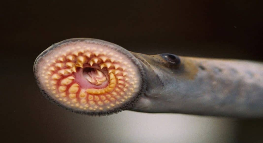 Sea Lamprey