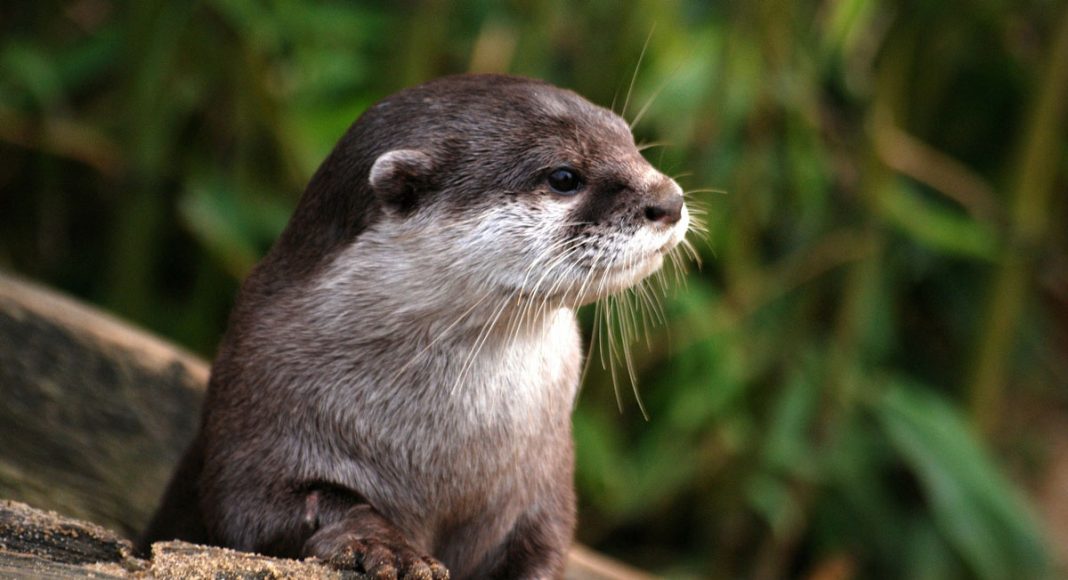 Otters