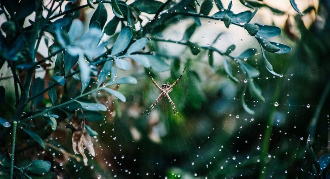 Spiders