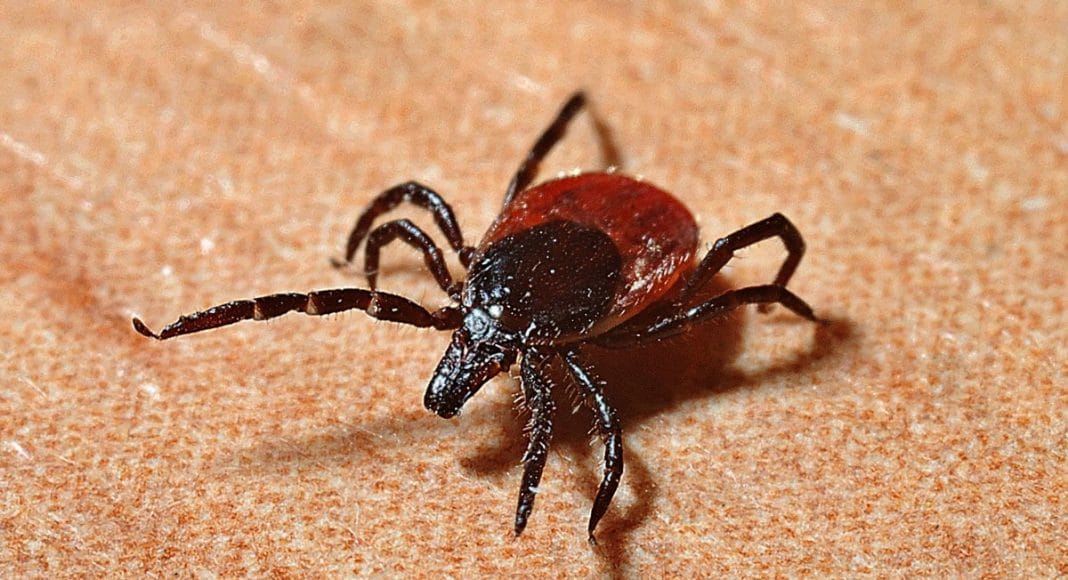 Lyme Disease