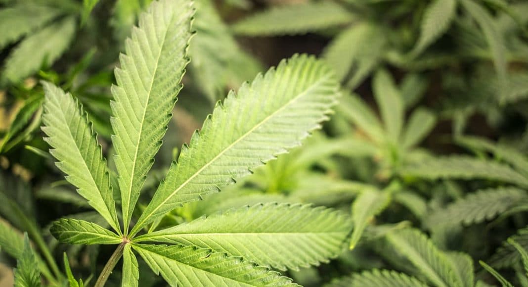 Marijuana fan leaves