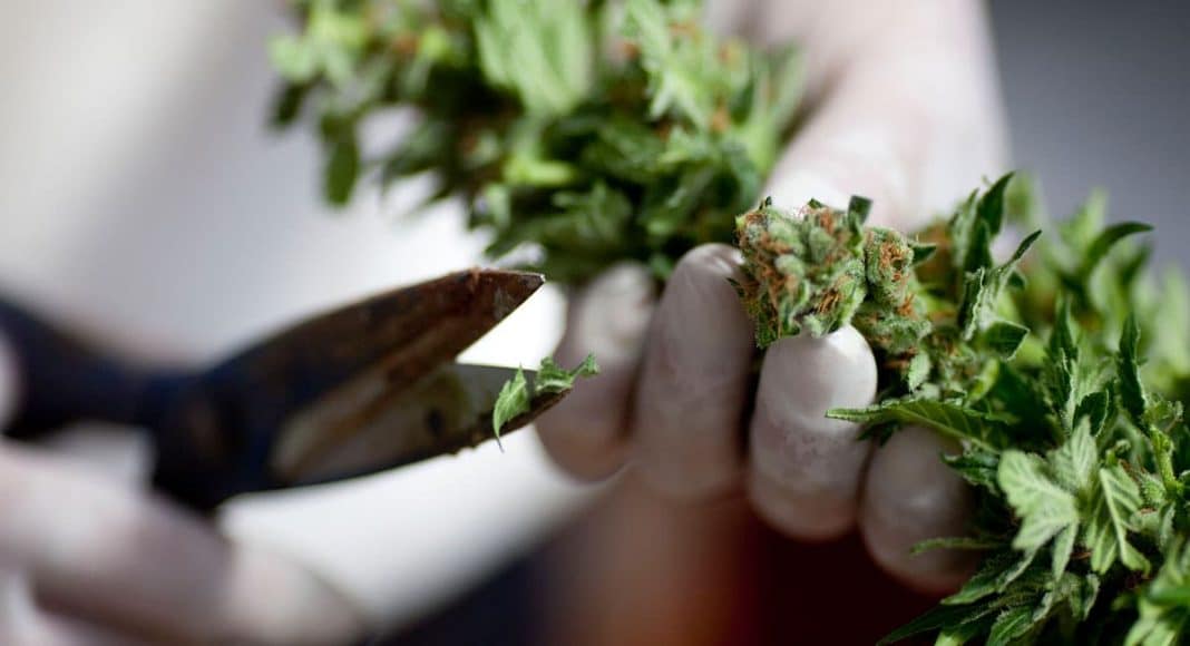 Why Does Cannabis Work