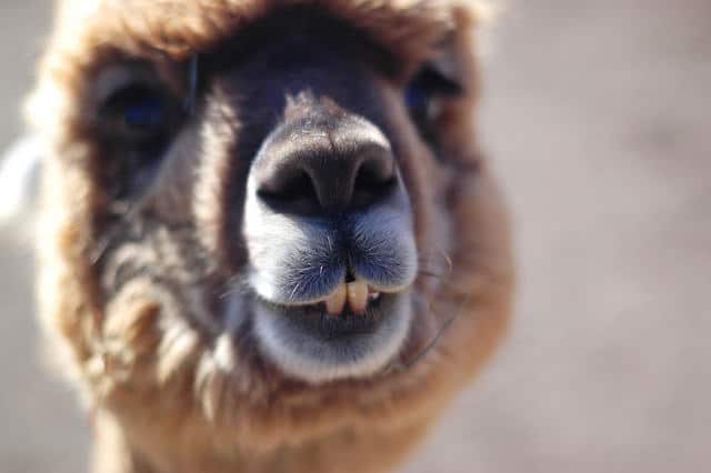 alpaca dance classes