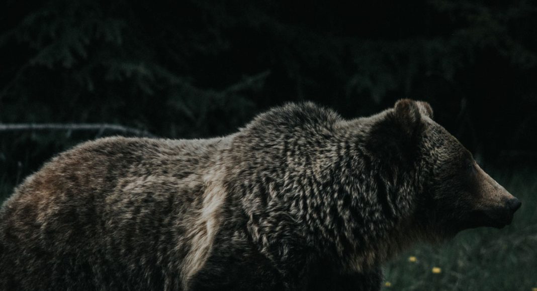 Bear