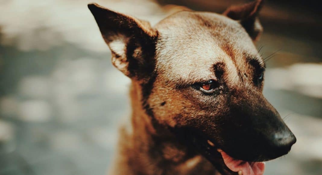 california police dog forced to retire because of new marijuana laws