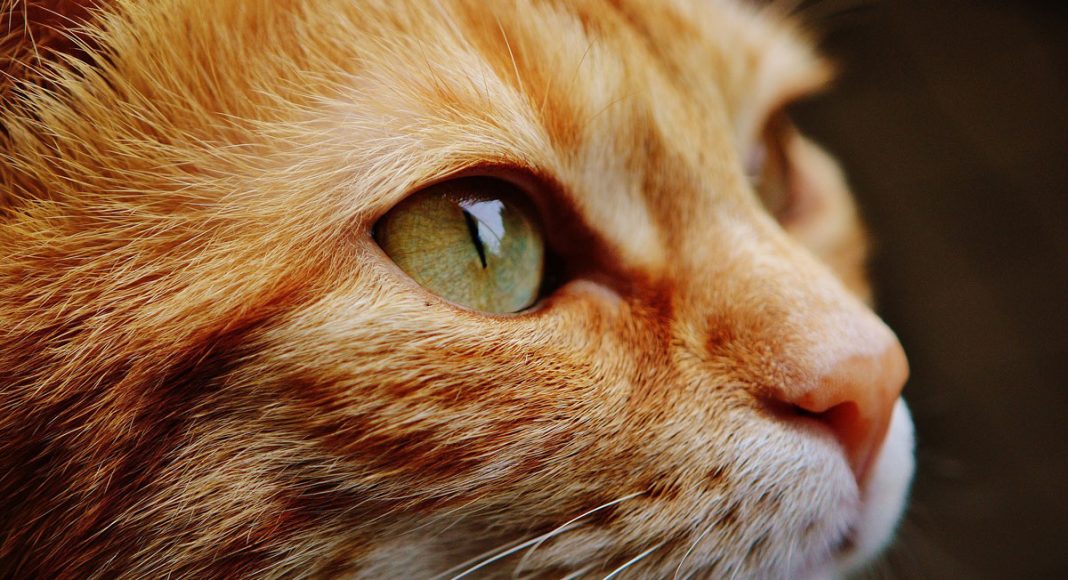Kittens Inherit $300,000