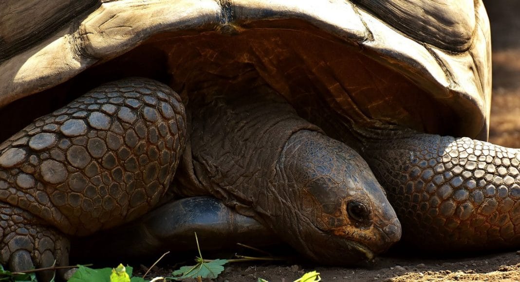 tortoise