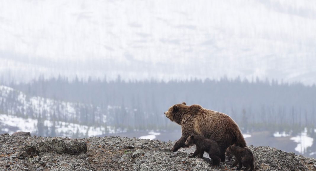 Alaskan Grizzly Bears