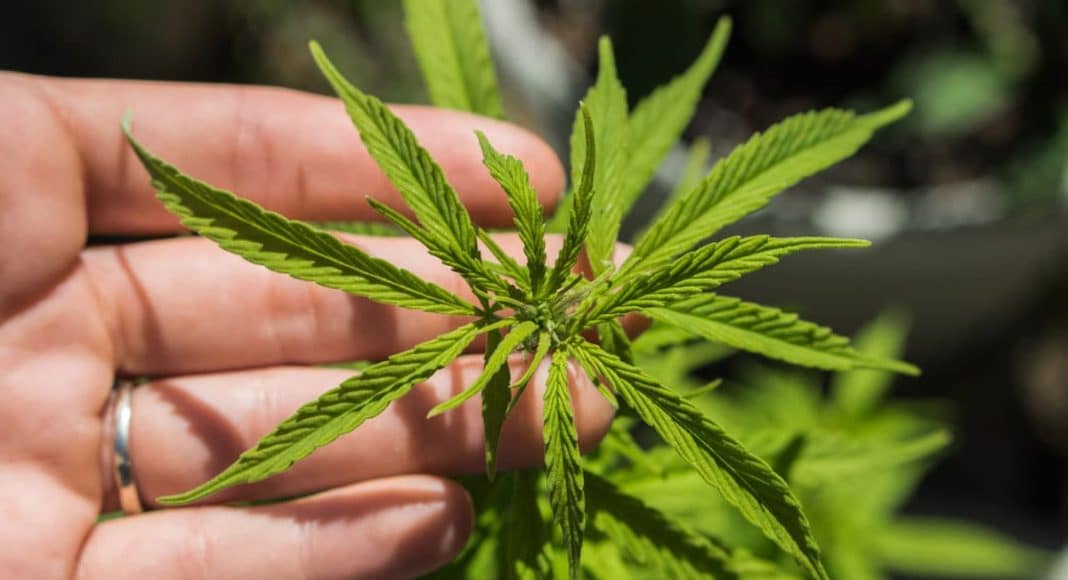 Cannabis Roots