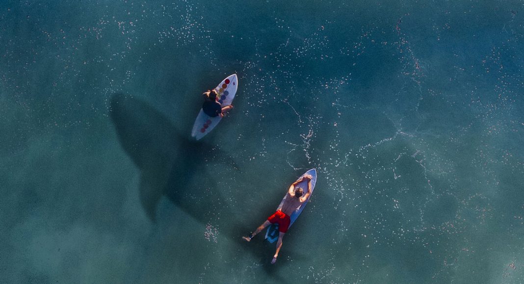 Shark Attack
