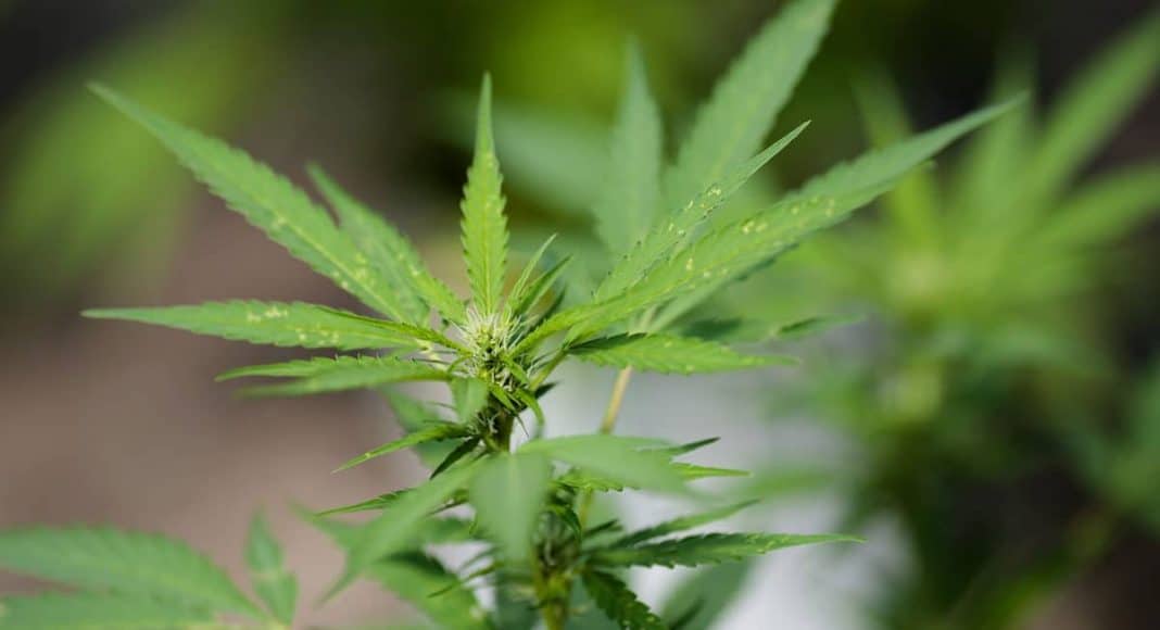 Black Master Grower