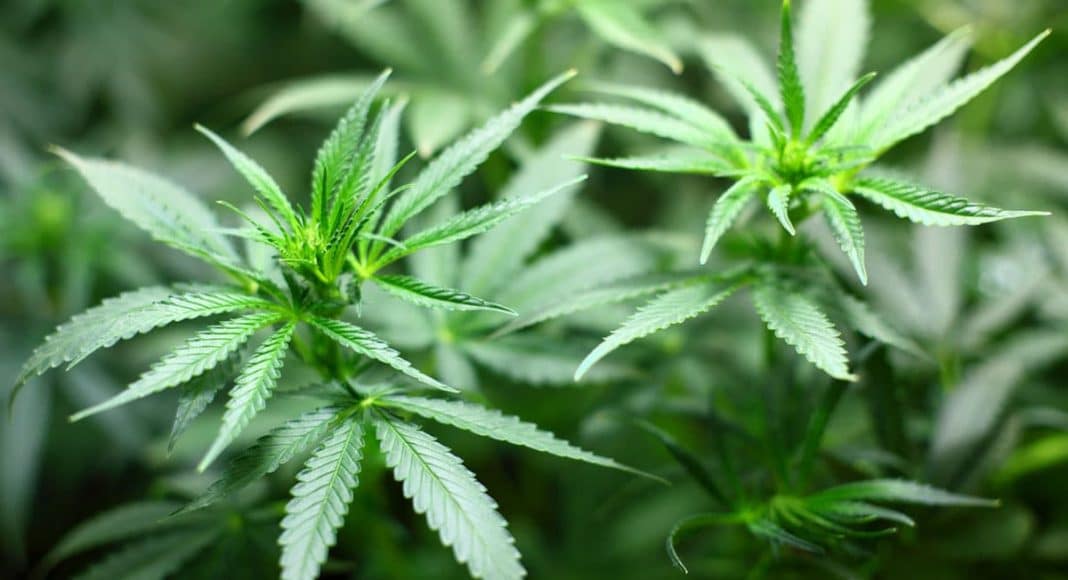Raw Cannabis
