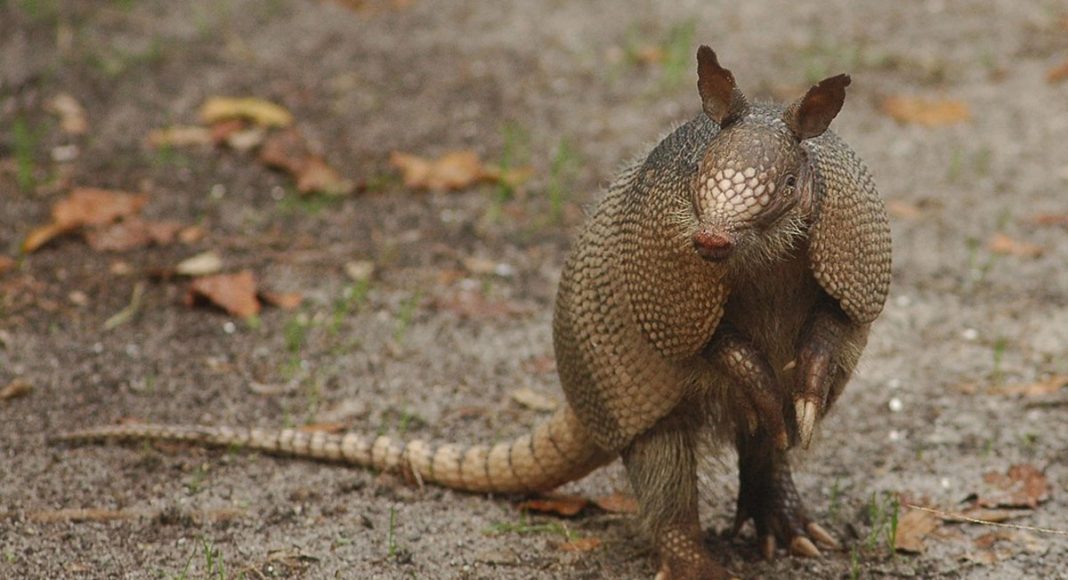 Armadillo