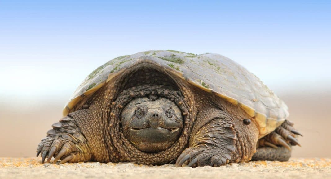 Tortoise Saved