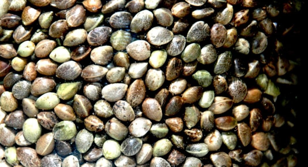 Mitch McConnell Is On Board With Descheduling Hemp