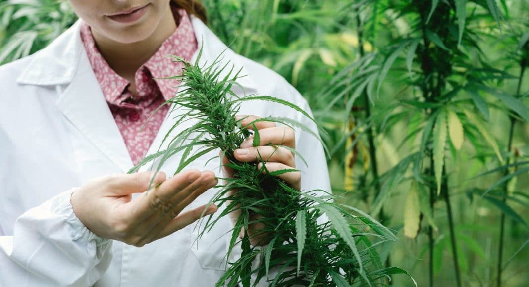 cannabis research