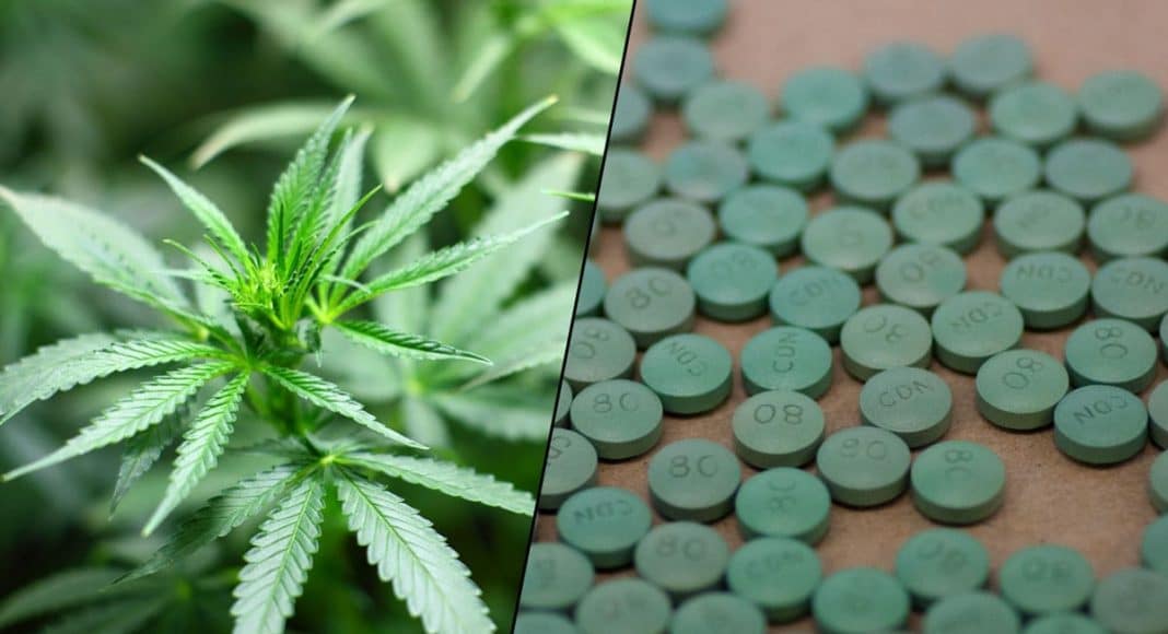 As Opioid Crisis Worsens, It's Time To Consider Cannabis As A Treatment