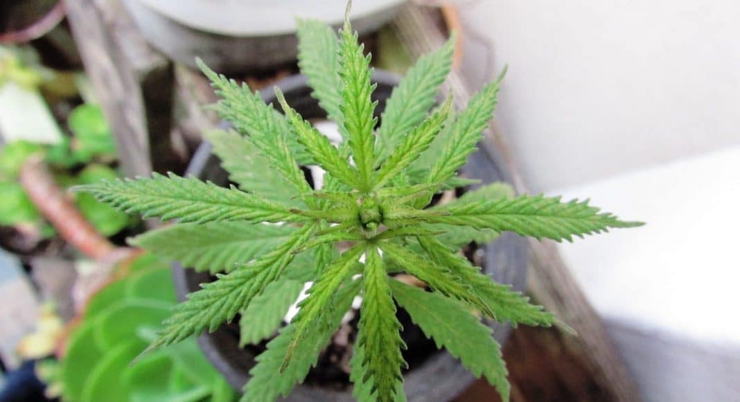 Grow Their Own Marijuana