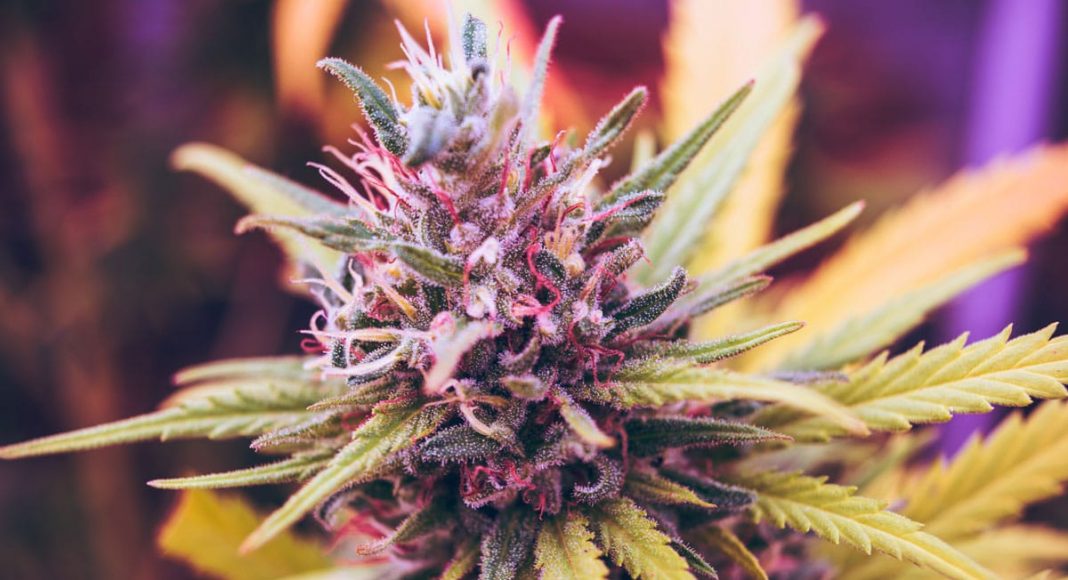 10 Everyday Terms Marijuana Newbies Needs To Know