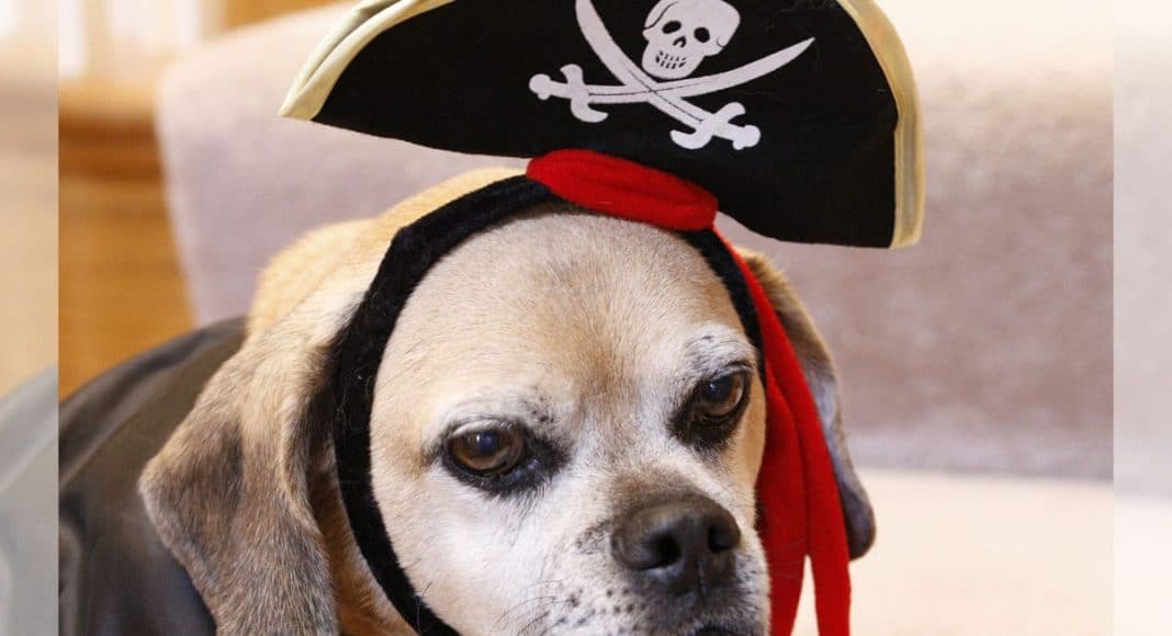 Halloween Dogs