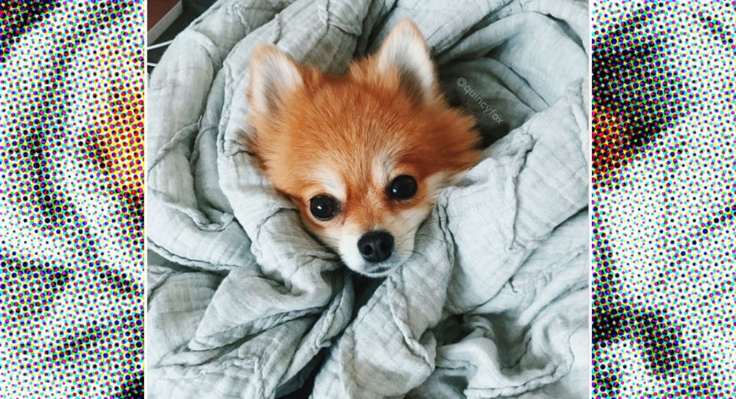 Medical Cannabis For Pets