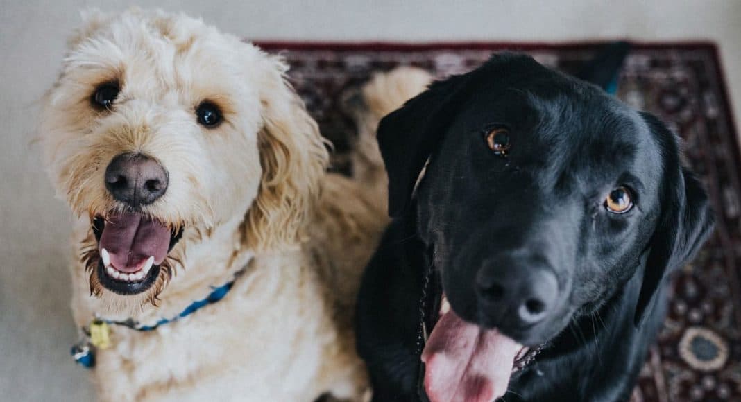 Medical Marijuana For Pets