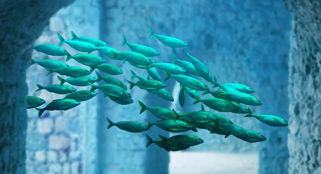 fish get high