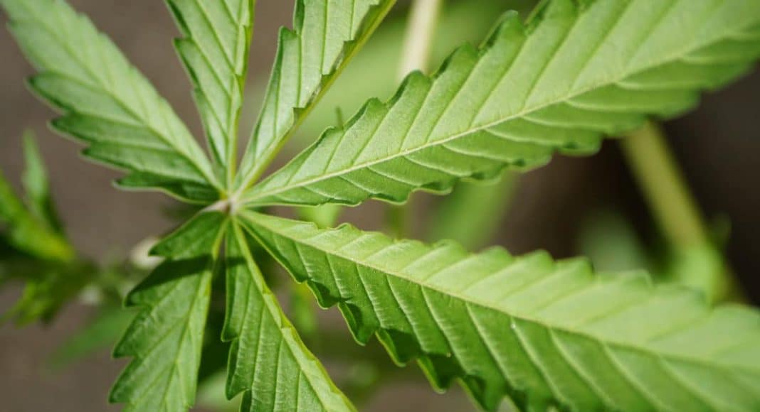 cannabis merger