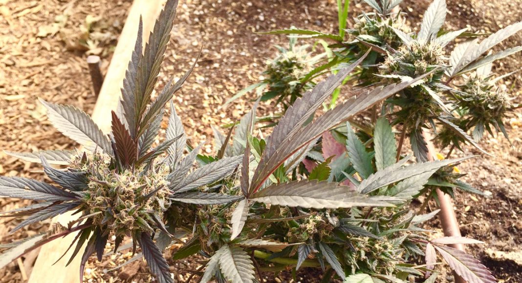 cannabis farm