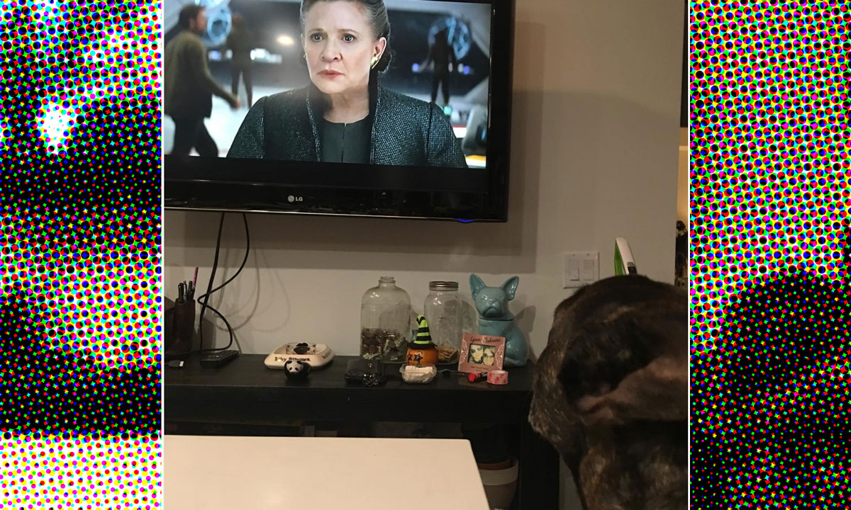 Carrie Fisher's Dog