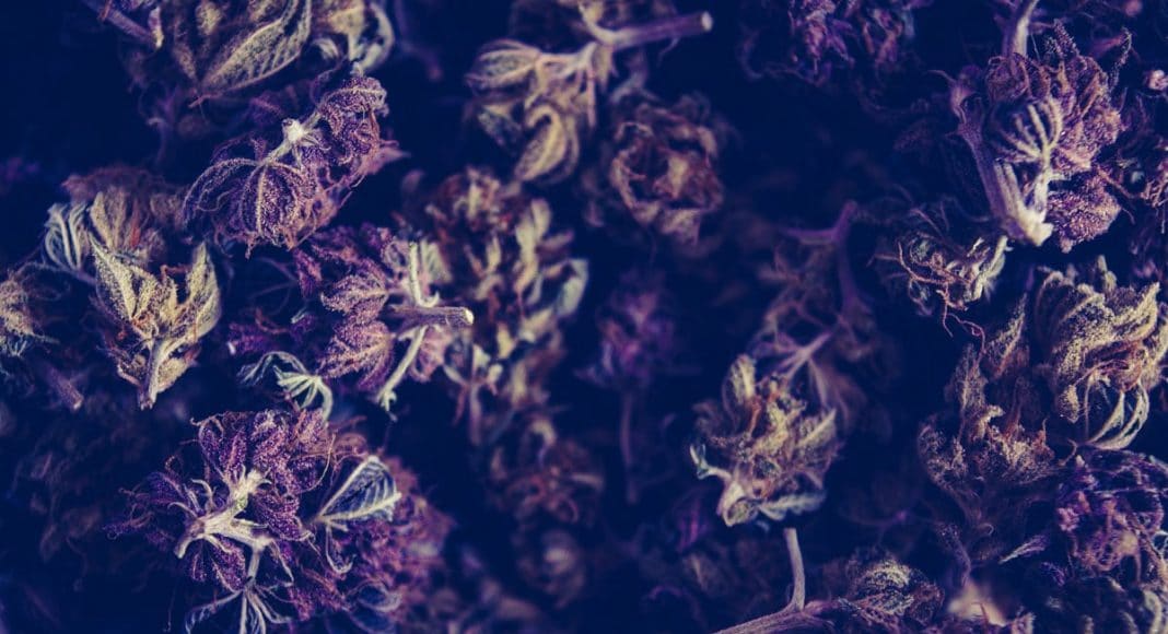 Legal Marijuana