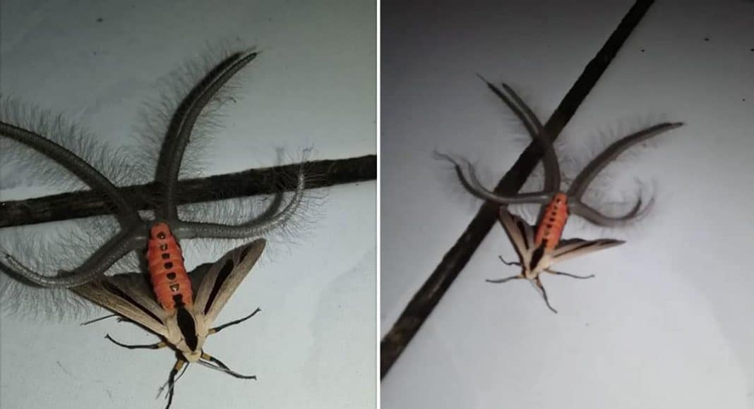 Moth’s Butt