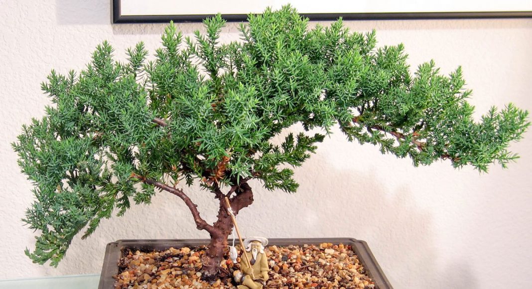 bonsai