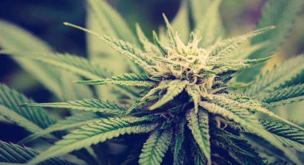 Scent Of Cannabis