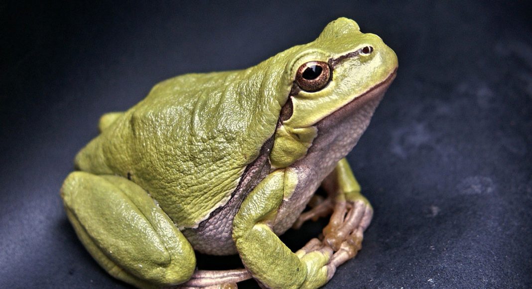 Psychedelic Toads