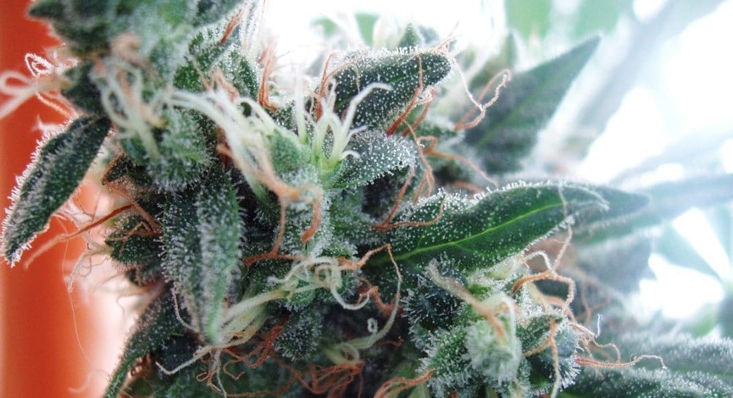 Marijuana Reform