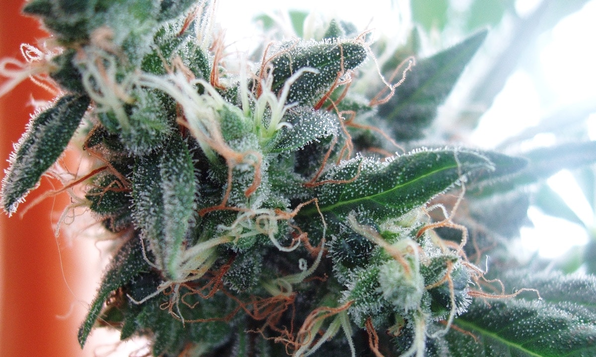Marijuana Reform