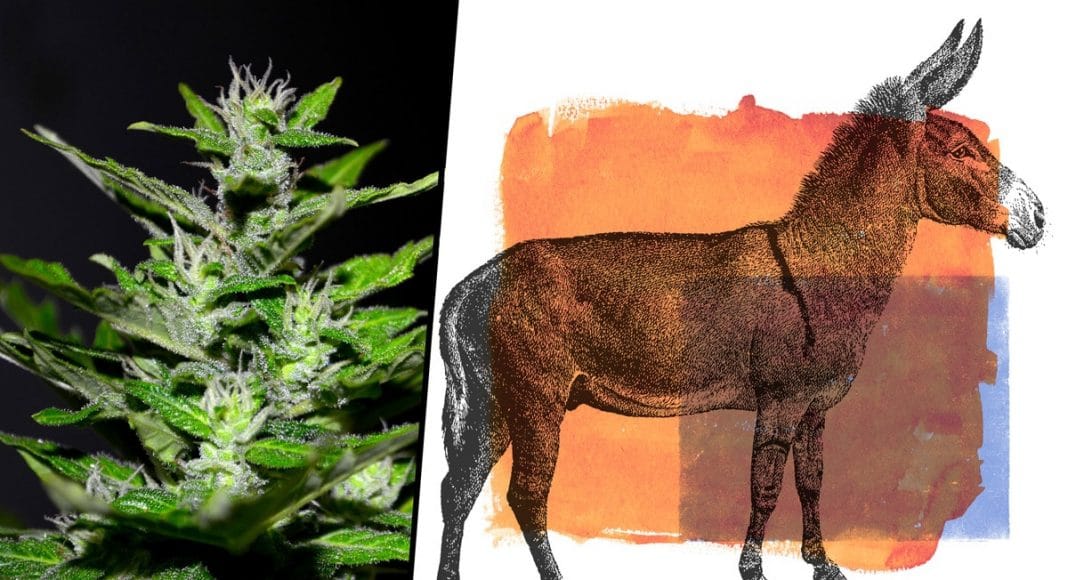 2020 Democrat Hopefuls Are Rallying For Full Cannabis Legalization
