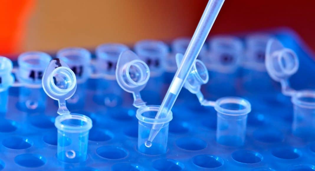 Cannabis DNA