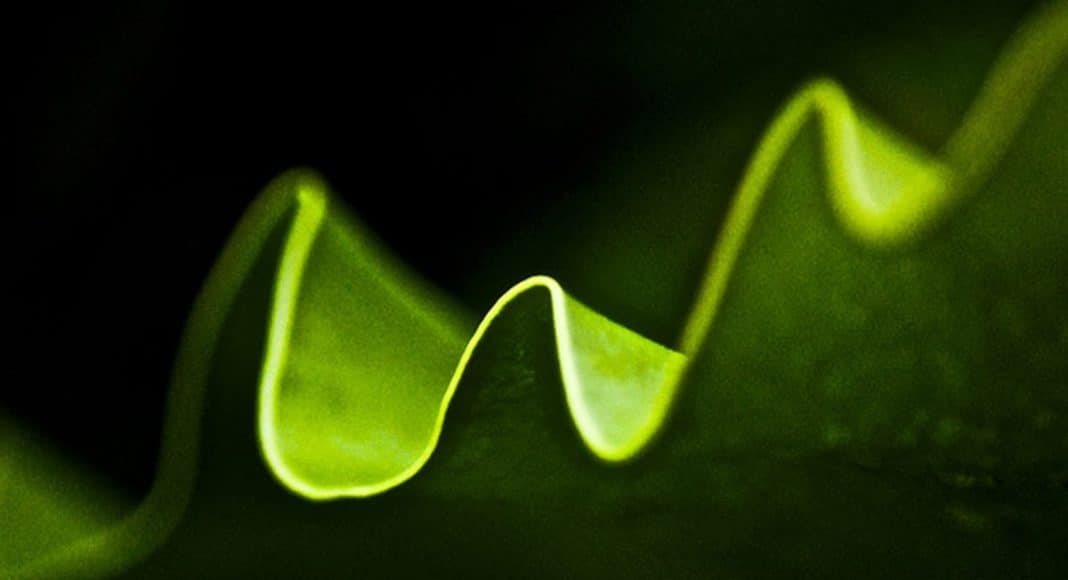 Cannabis Trends