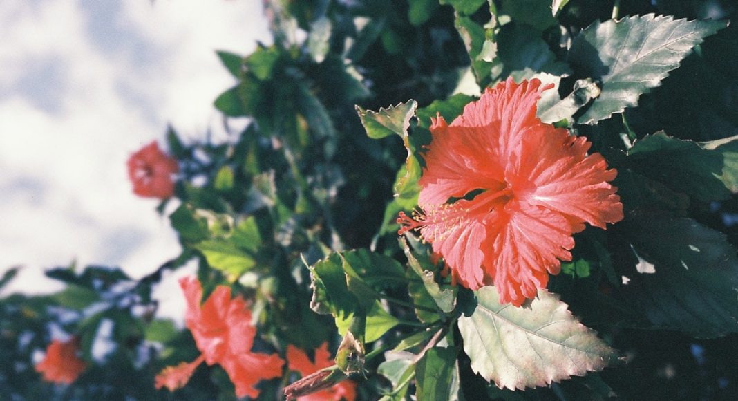 Hibiscus Plant