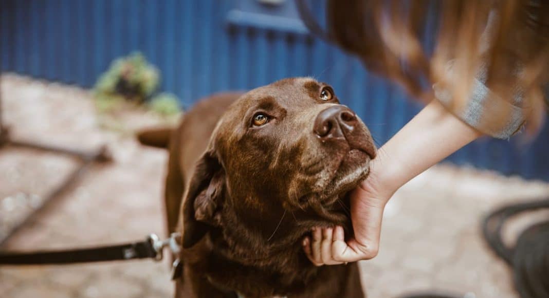 Marijuana Edibles For Dogs