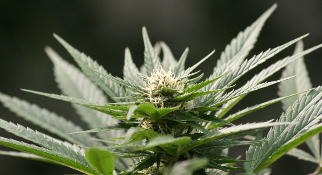 Science Proves Marijuana Is Not A Gateway Drug, And Never Was