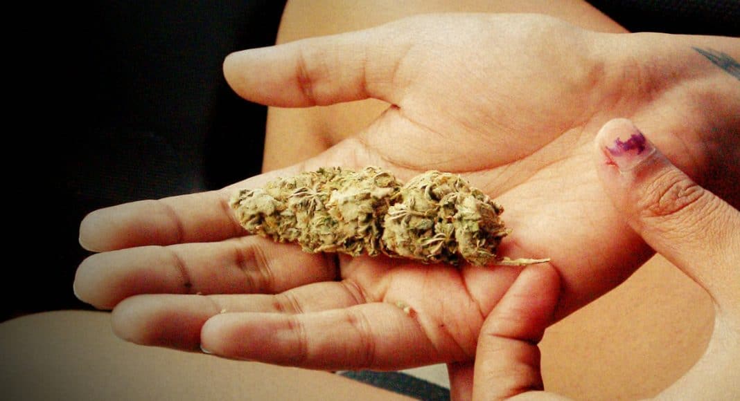Cannabis Science
