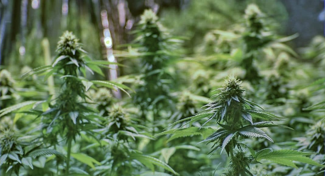 Residents In This California Town Think Cannabis Stinks