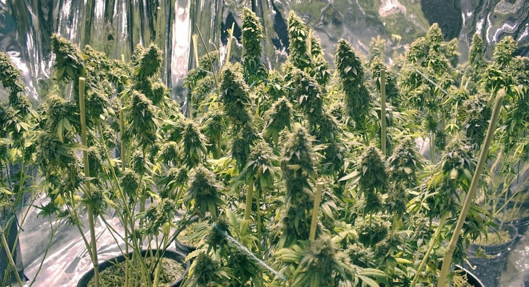 Growing Cannabis