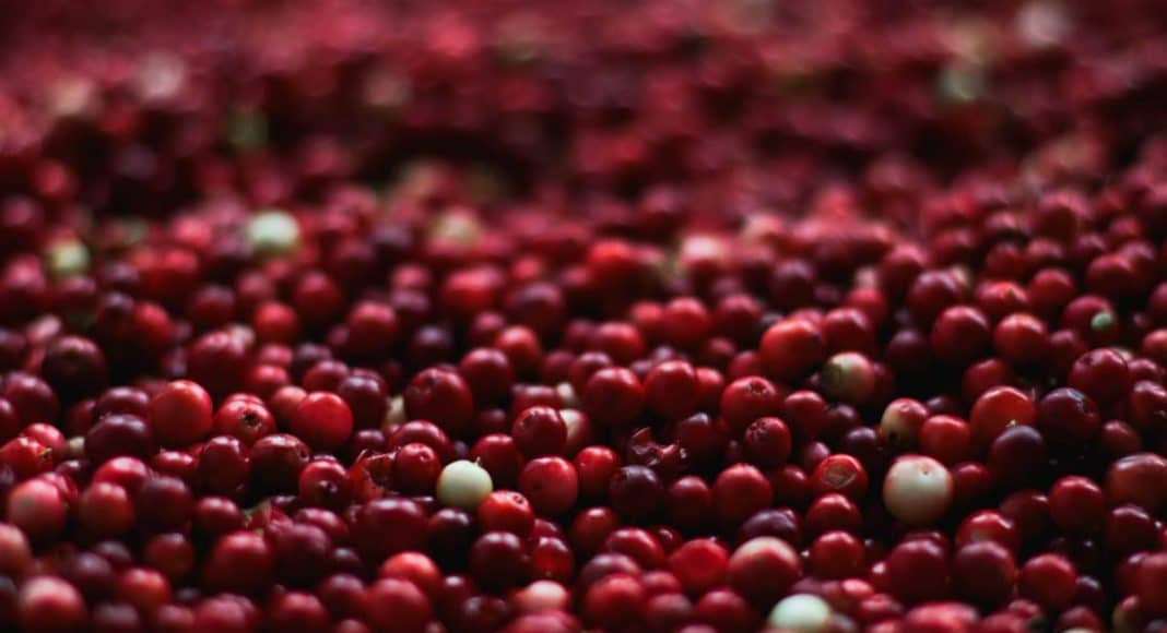 Cranberry Sauce