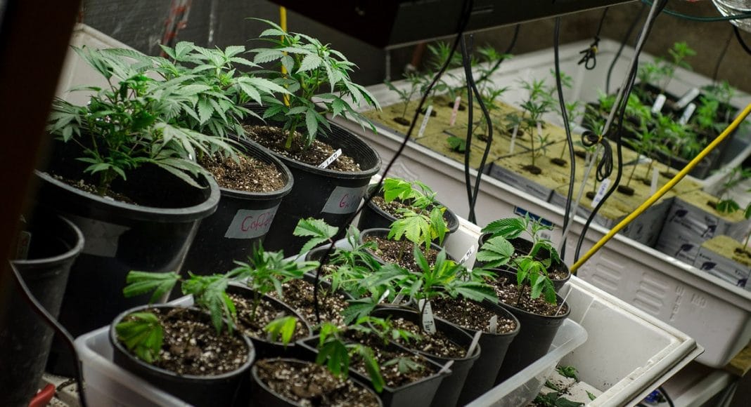 grow marijuana