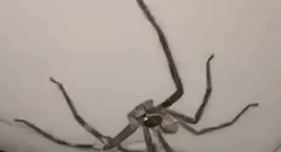 Giant Spider